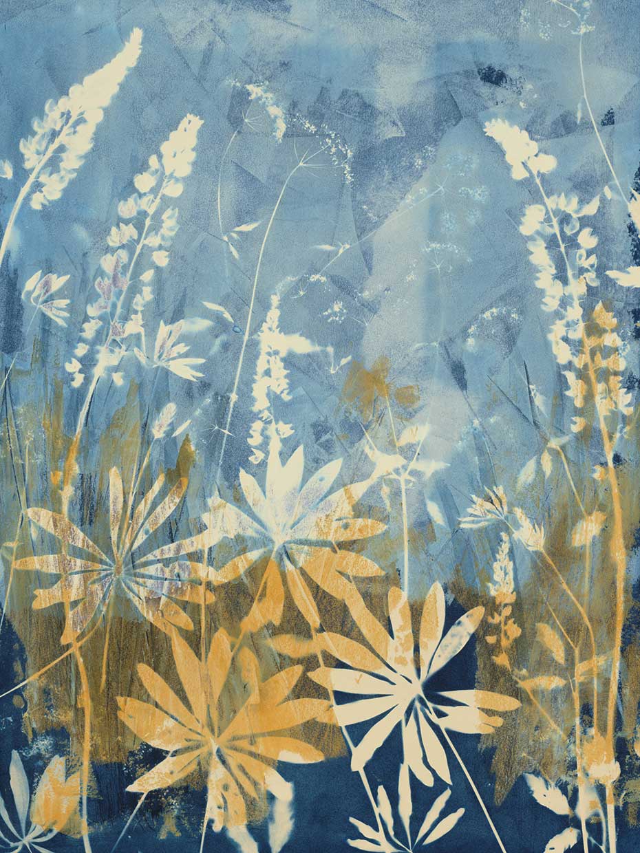 Wild Lupine