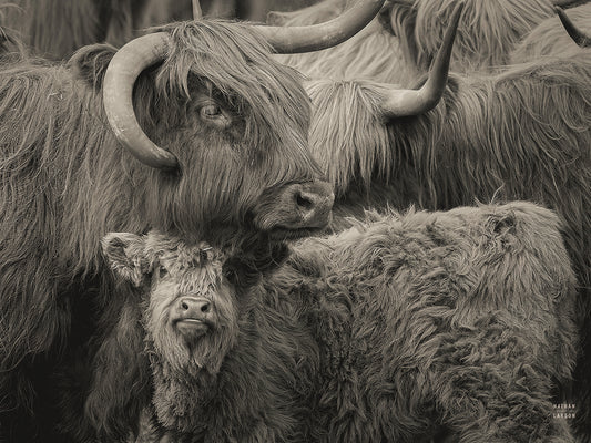 Highland Cow Under Cover Neutral Canvas Print