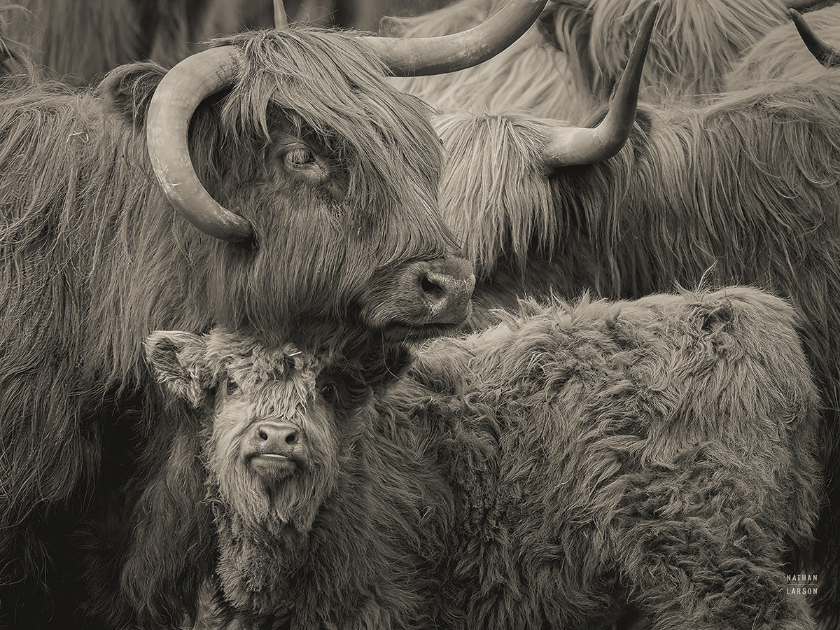 Highland Cow Under Cover Neutral