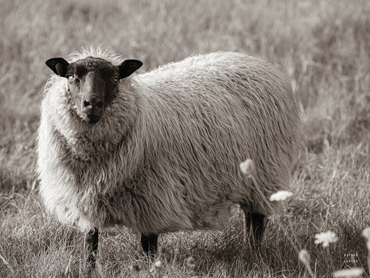 Sepia Sheep