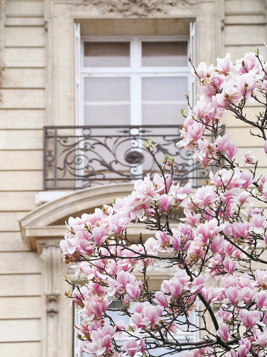 Spring Magnolias in Paris Canvas Print