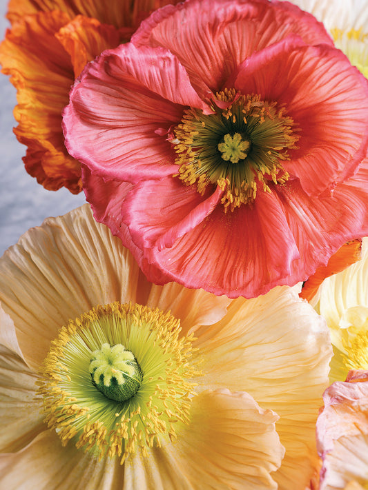 Spring Poppies Canvas Print