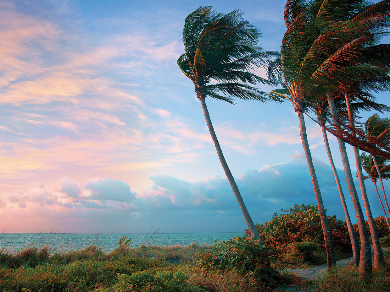 Seabreeze Wall Art by Jack Reed | Fine Art Canvas