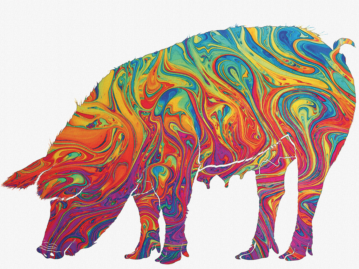 Pig