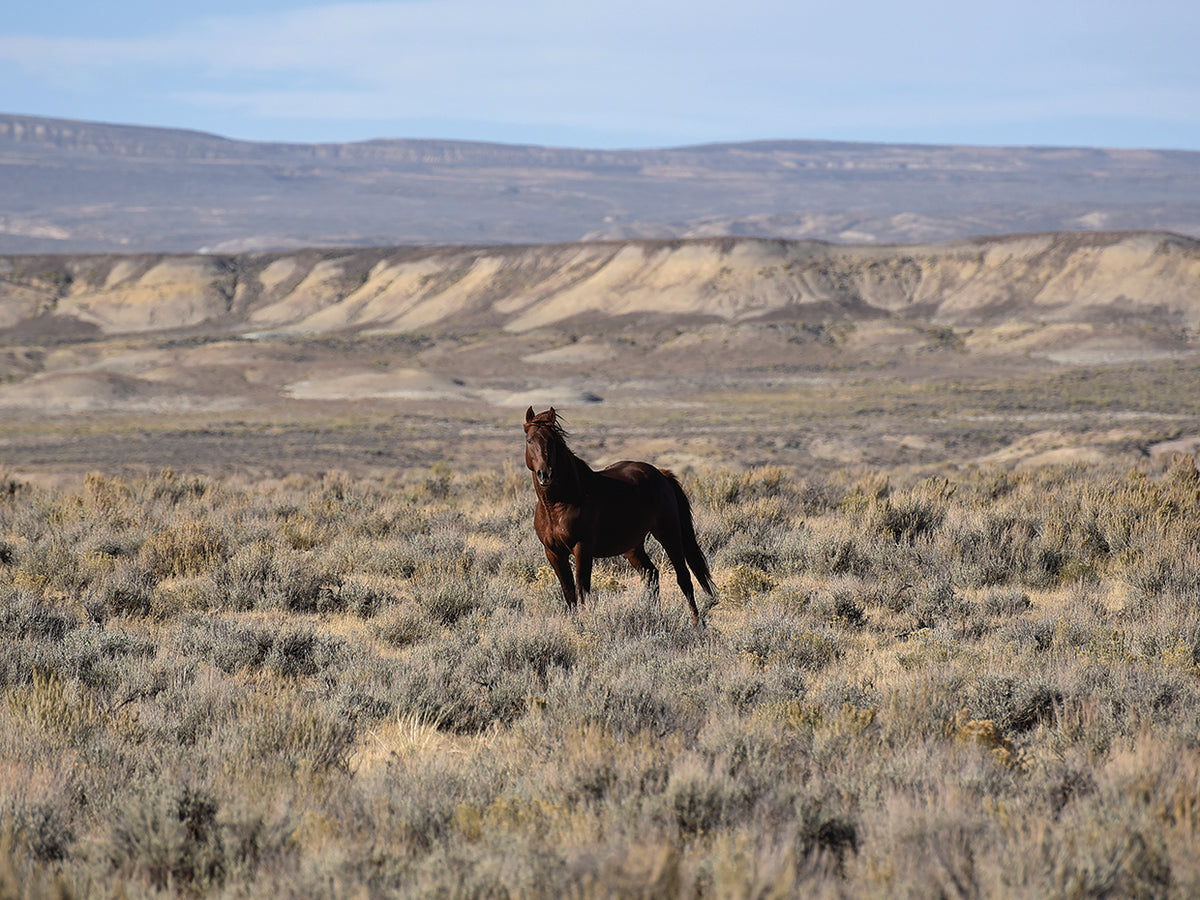 Desert Wild