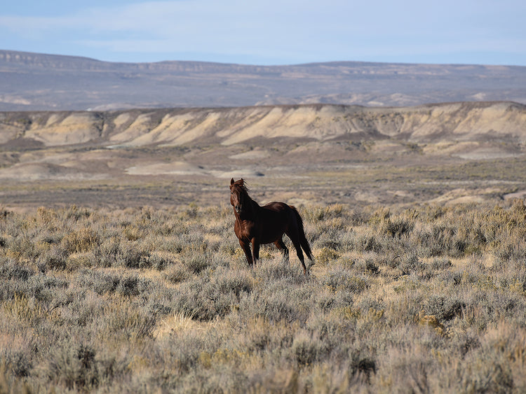 Desert Wild
