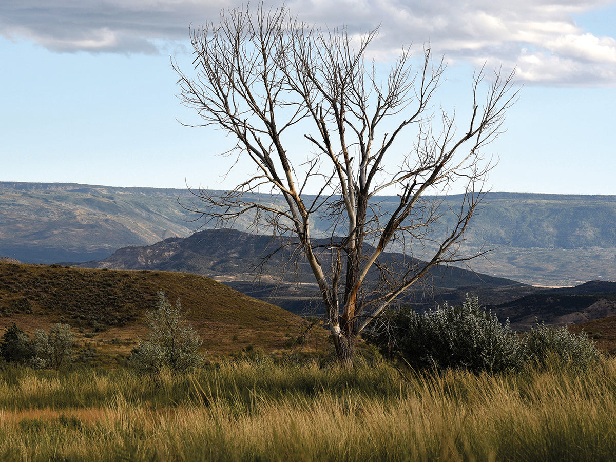 A Tree