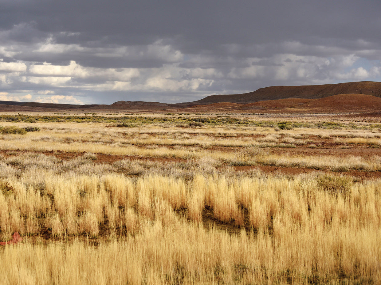 Desert Light original