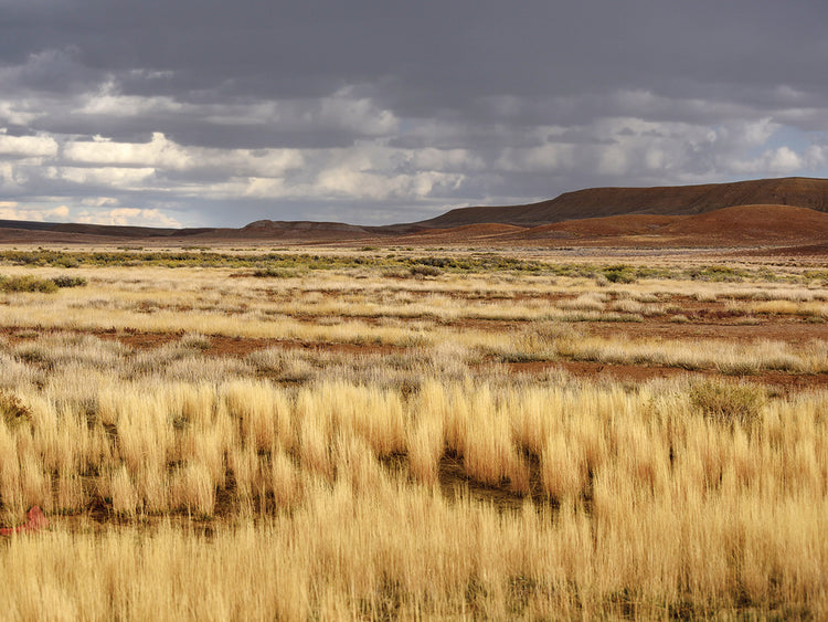 Desert Light original