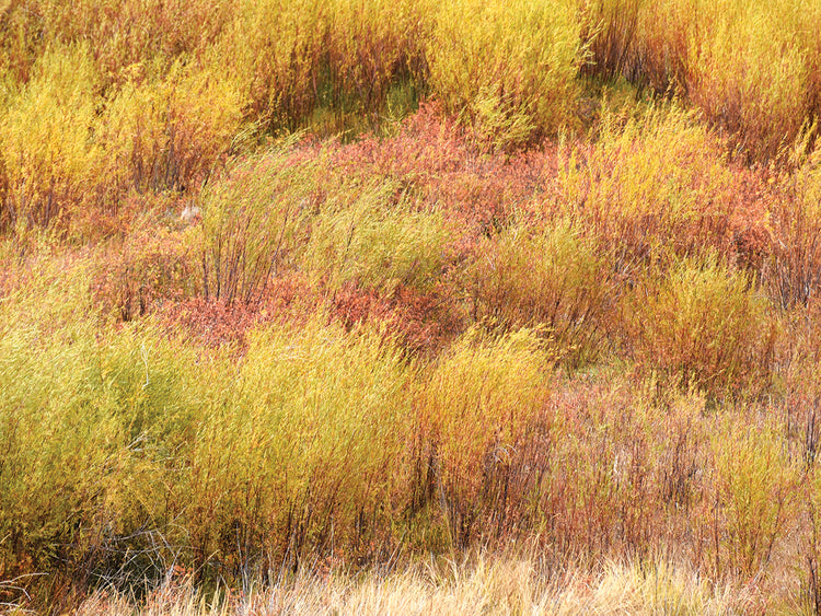 Fall Grasses