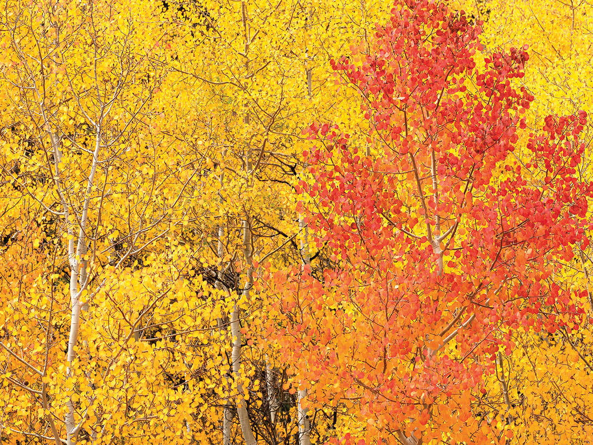 Fall Magic