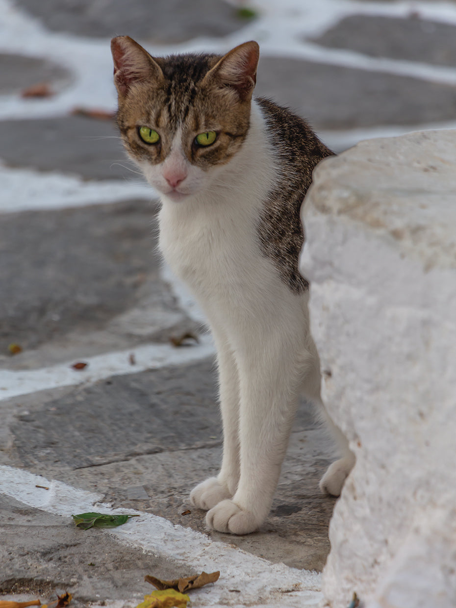 Assos e Paros 6