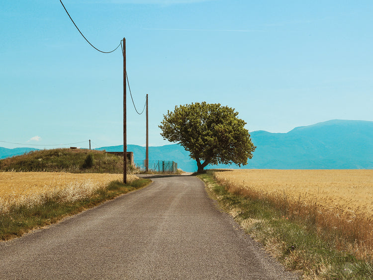 Back to Valensole Trigo 01