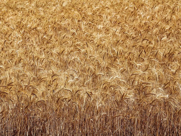 Back to Valensole Trigo 03