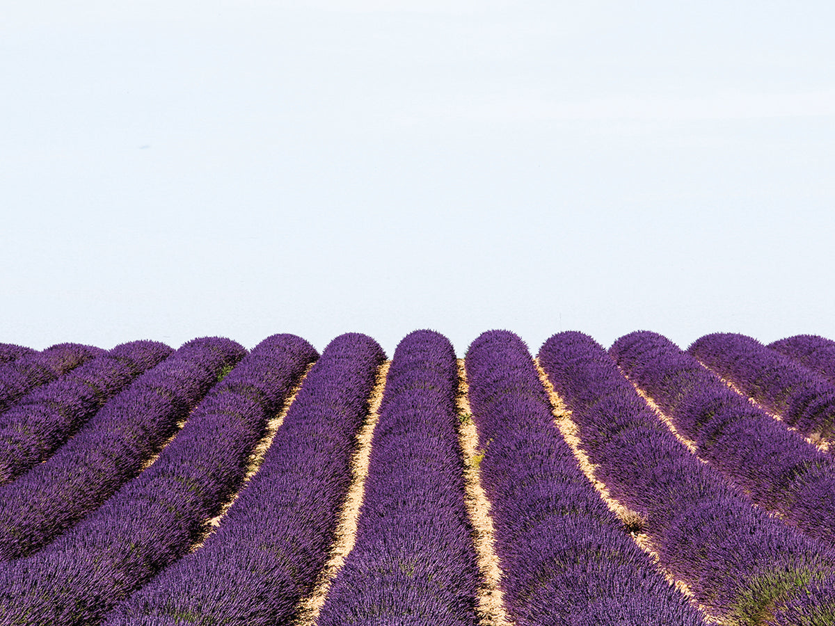 Back to Provence Valensole 01