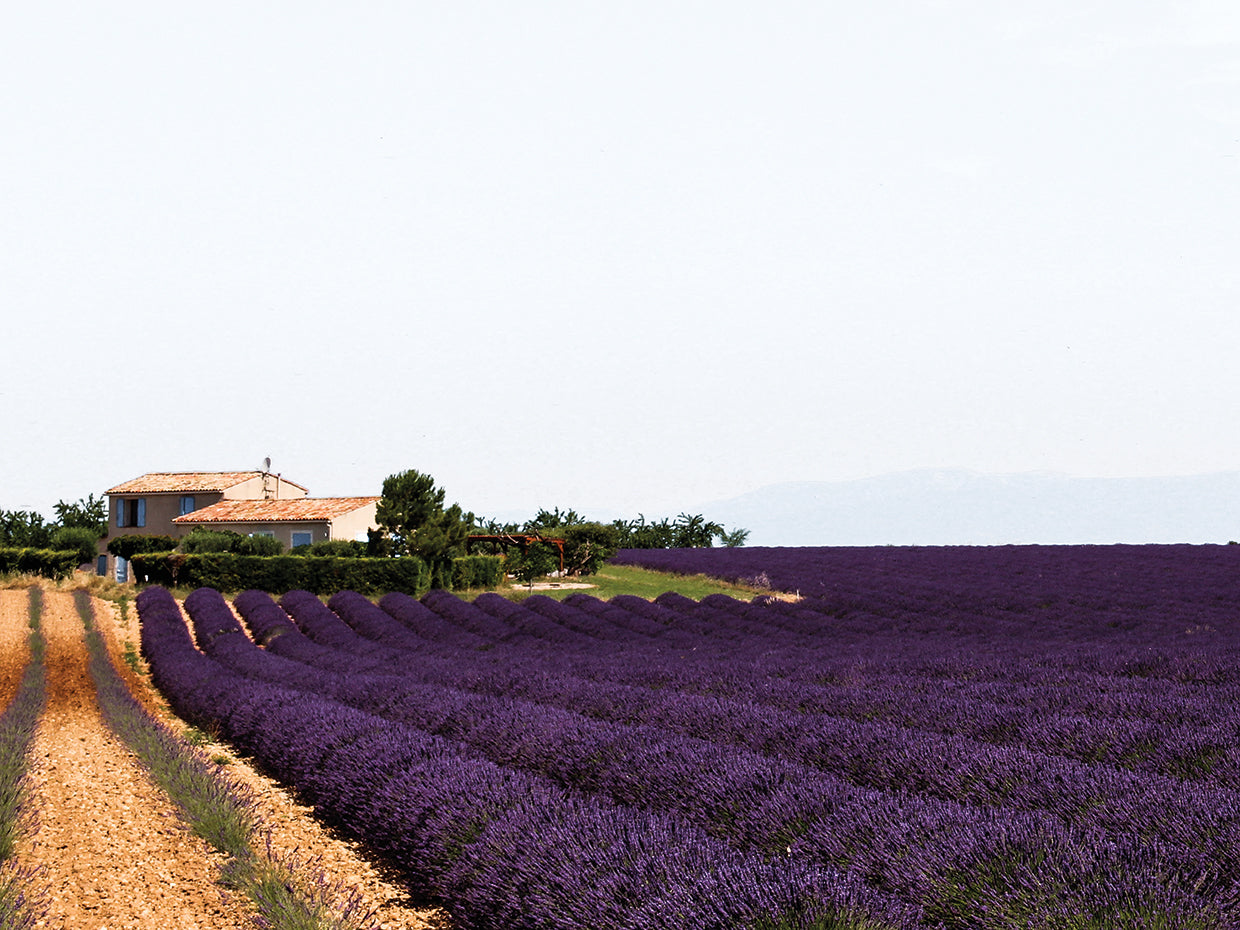 Back to Provence Valensole 02