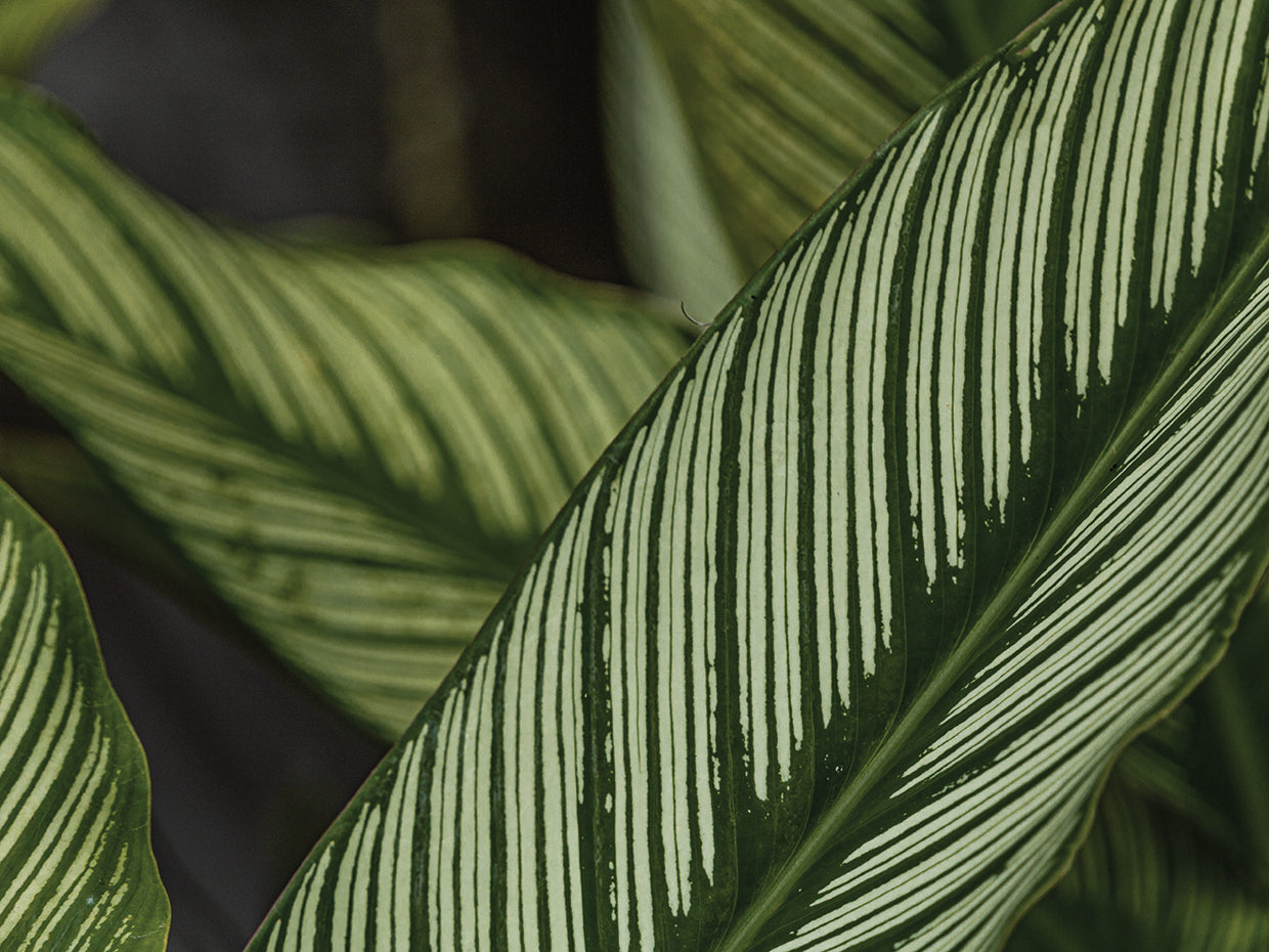 Greenish 7