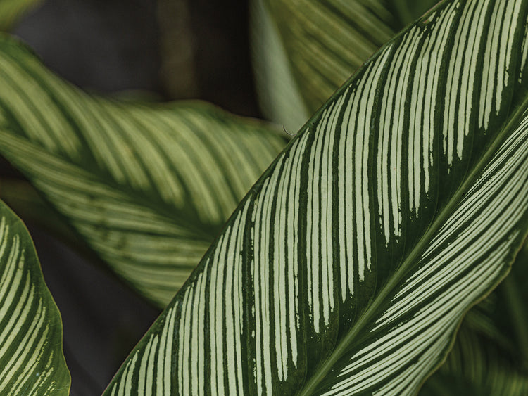 Greenish 7