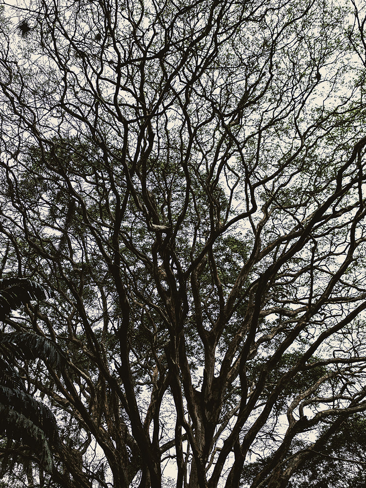 Rio Nature 6