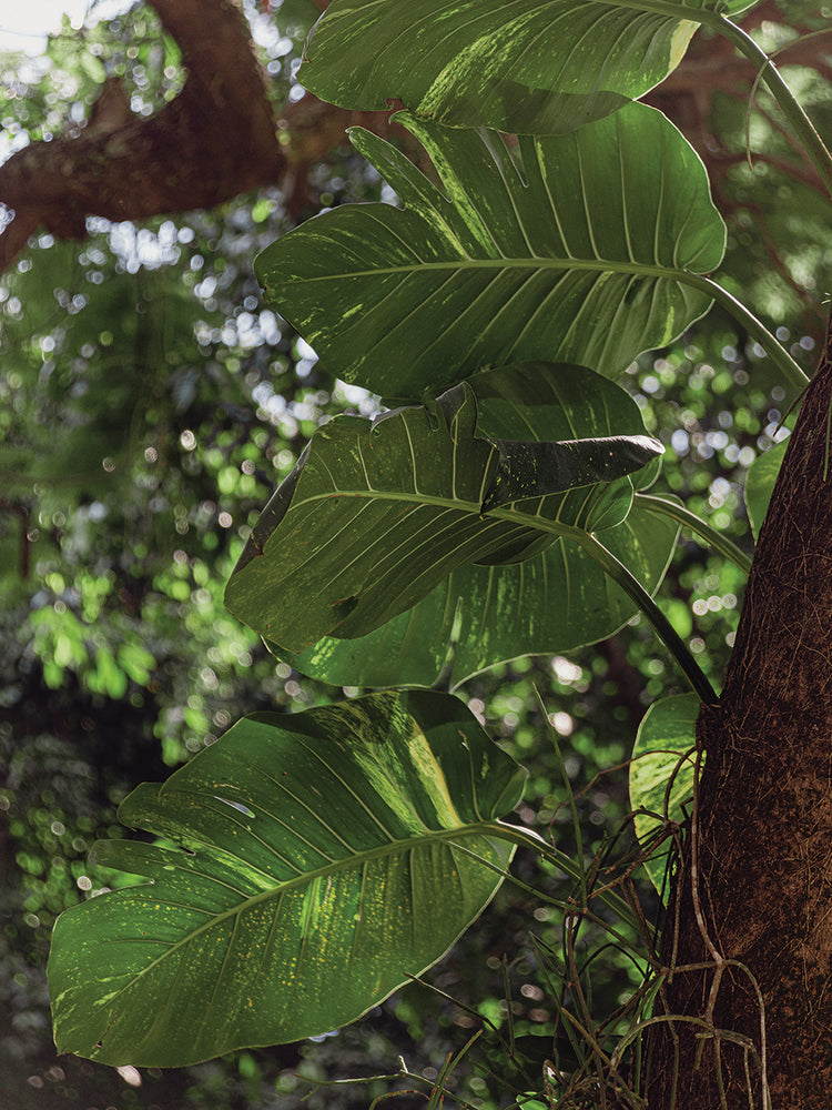 Rio Nature 29