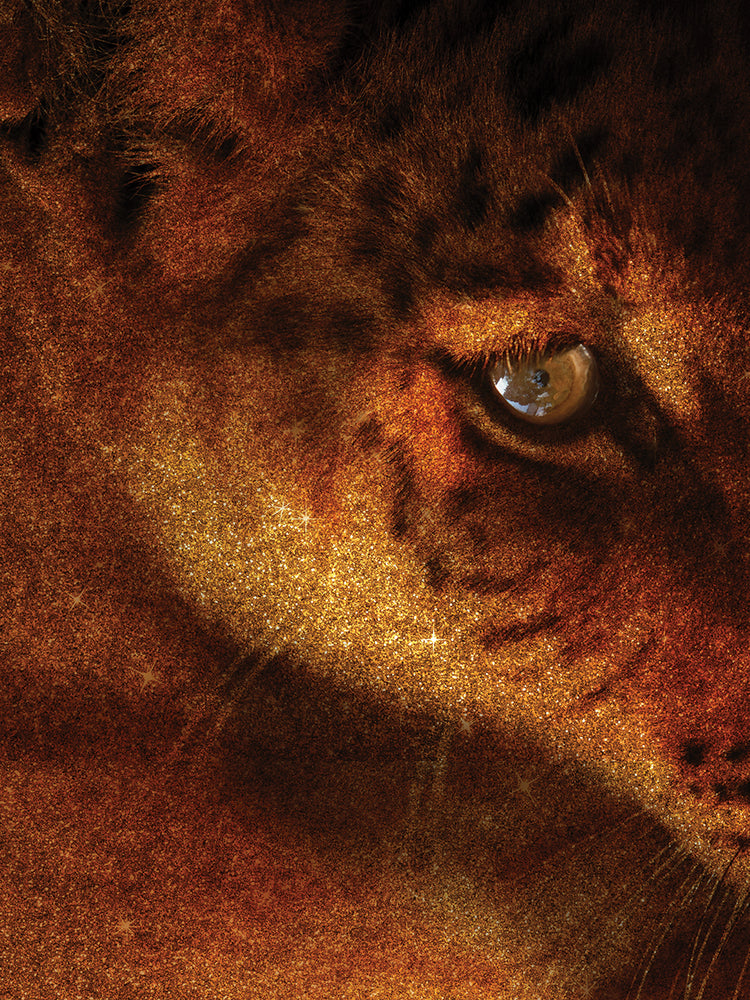 Fashion Three Series 11