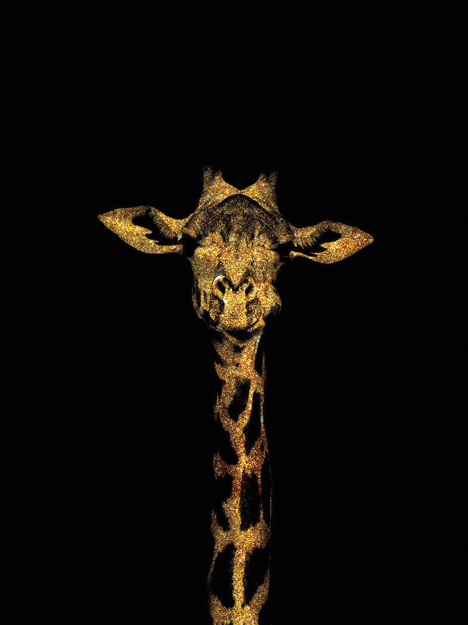 Fashion Three Series 12