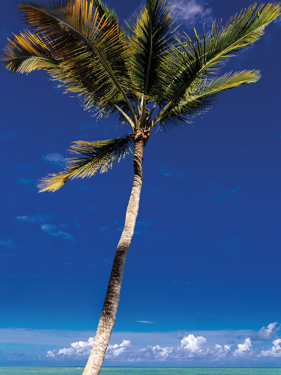 Trancoso Majorelle Blue 16