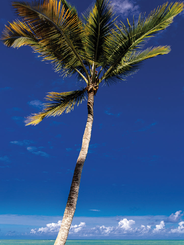 Trancoso Majorelle Blue 16