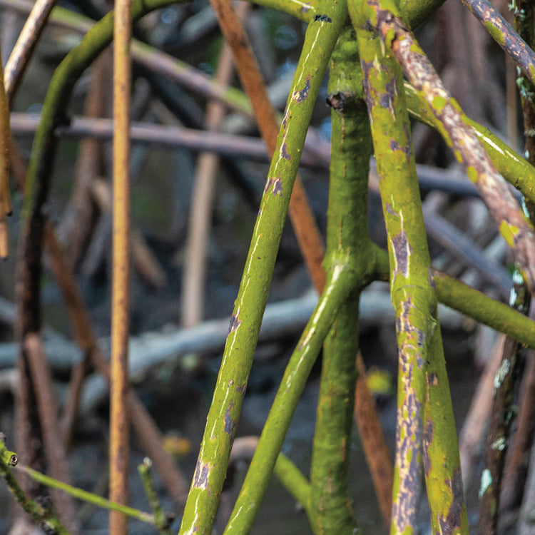 Trancoso Verde Branco 1