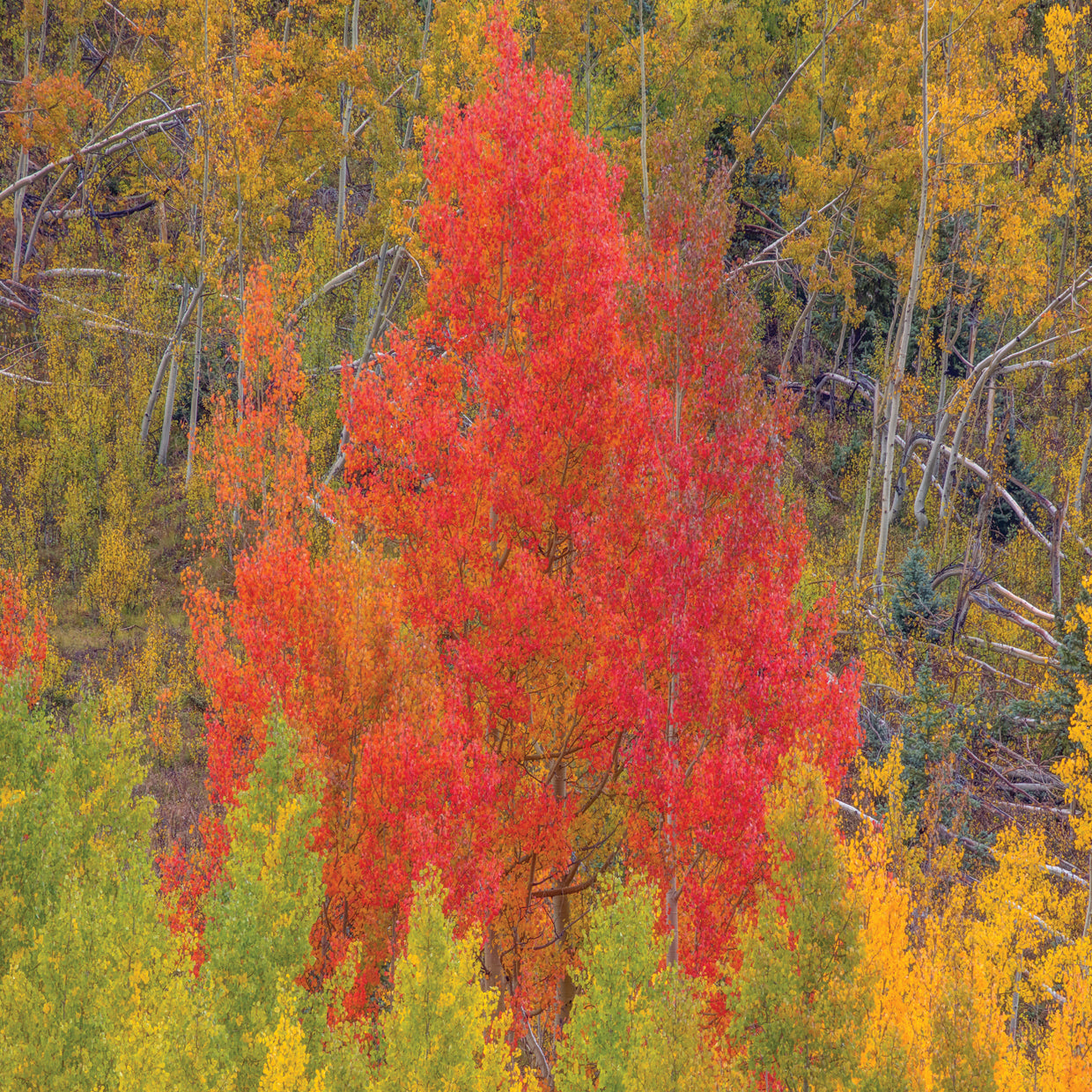 A Dazzling Display Of Color