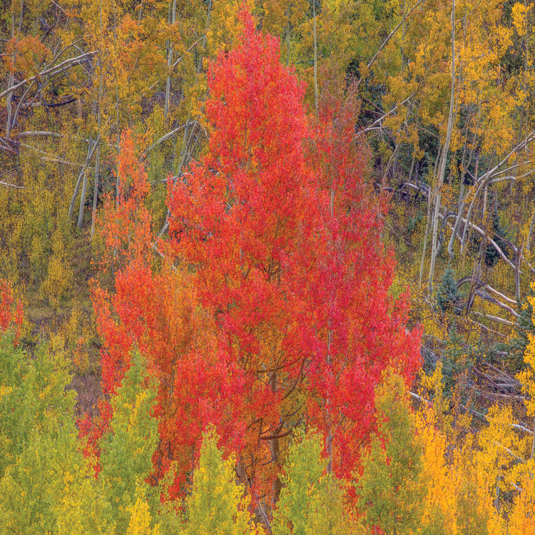 A Dazzling Display Of Color