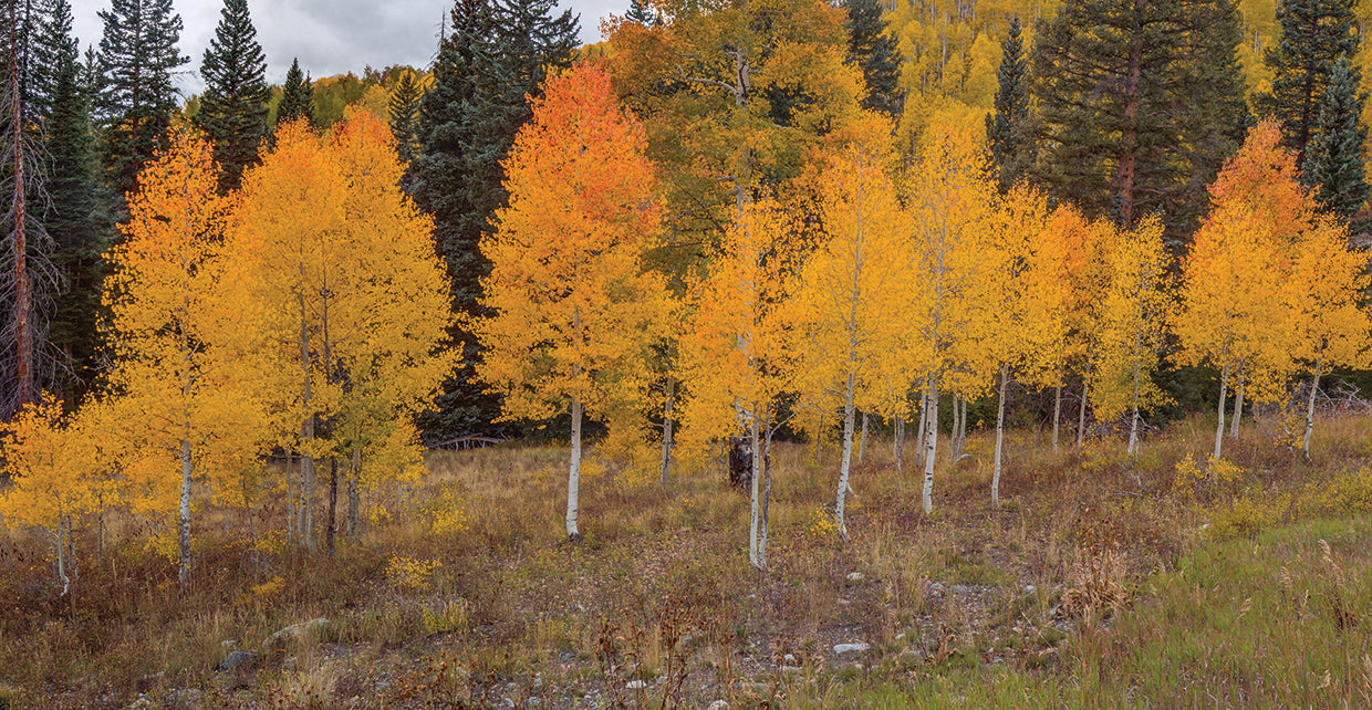 An Aspen Autumn