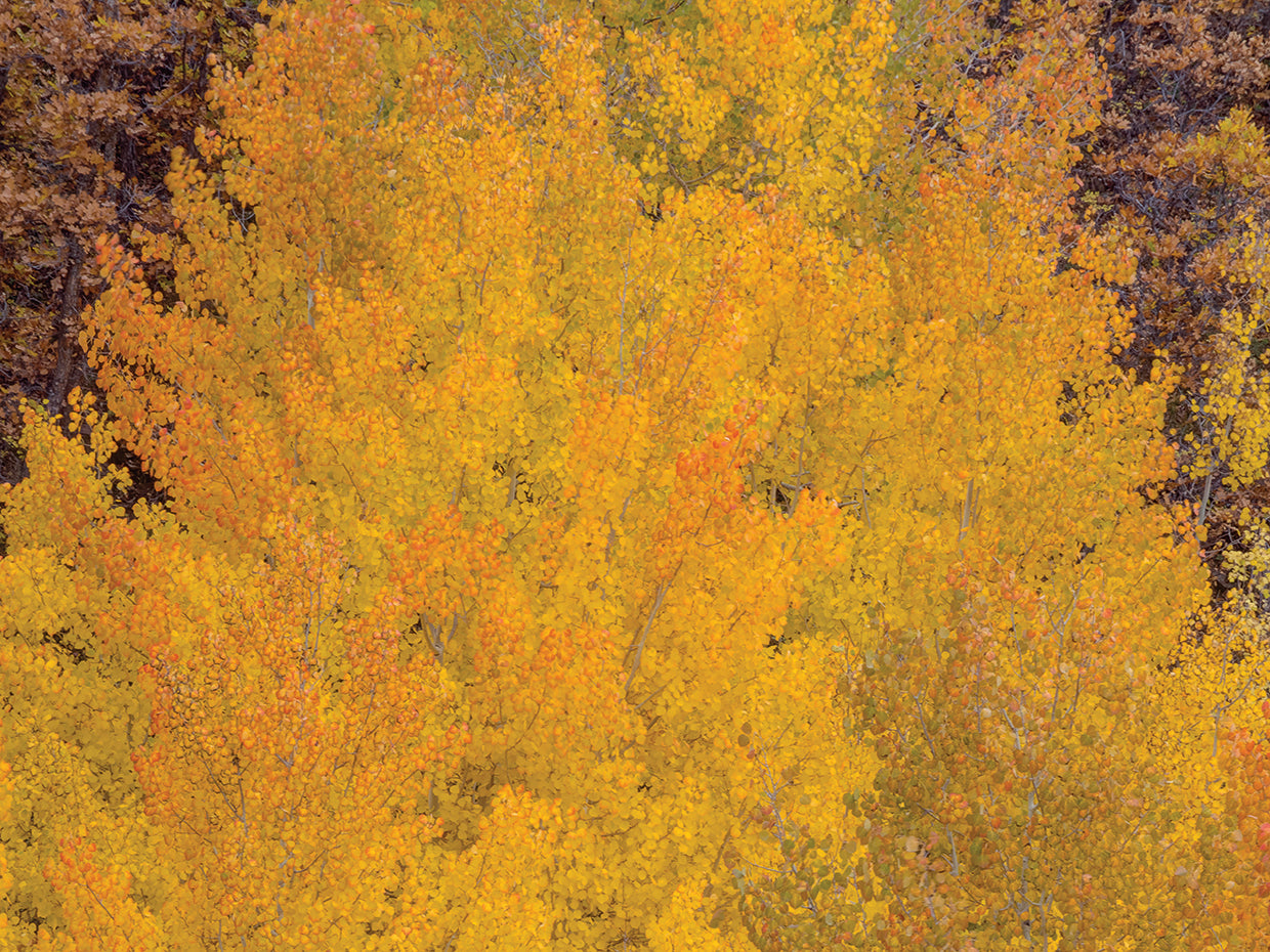 Aspen Autumn Bonfire