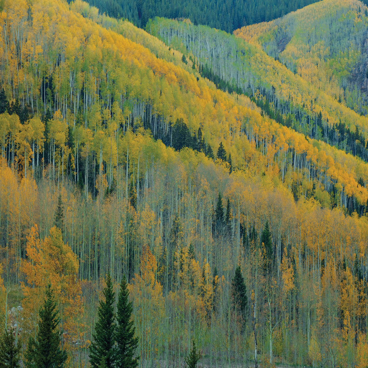 Aspen Escalators