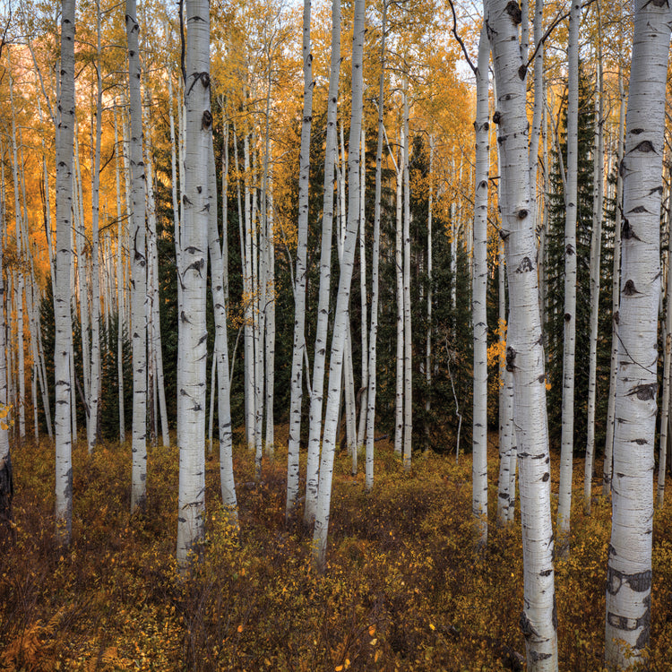 Aspen Forest In Autumn