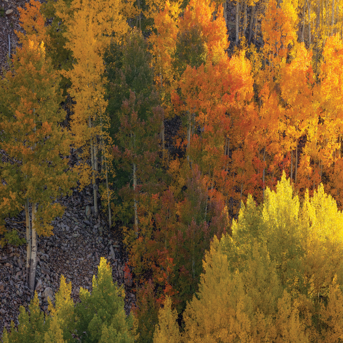 Autumn Highlights