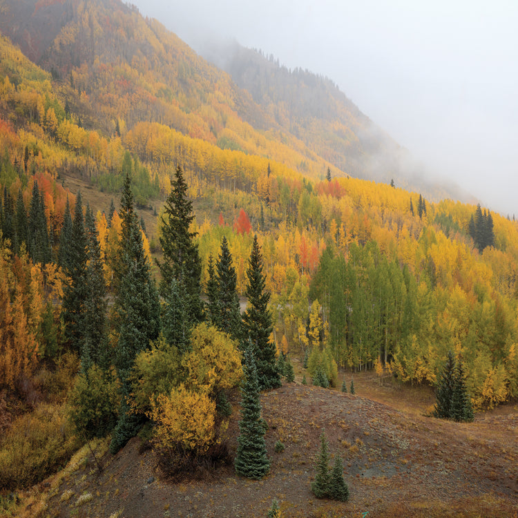 Autumn Majesty Unveiled