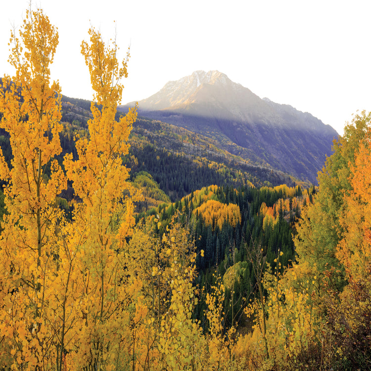 Autumn Meets Morning Mountain Sunshine