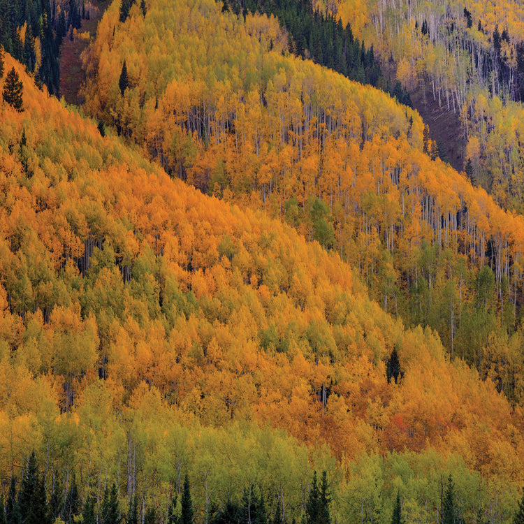 Autumn Metamorphosis