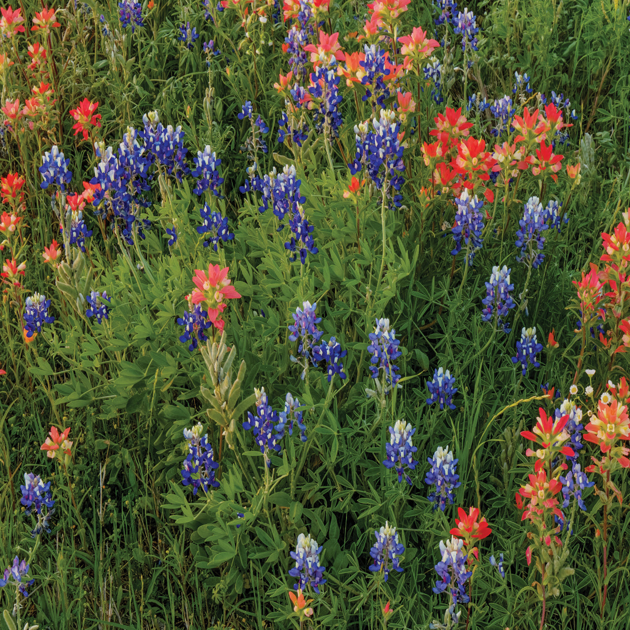 Bluebonnet & Indian Paintbrush Mix