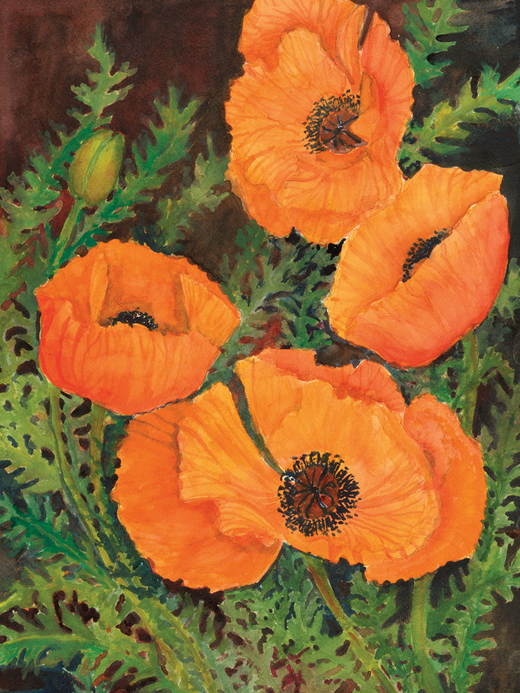Orange Poppies 2