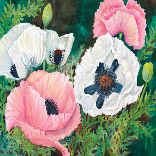 Pink and White Poppies
