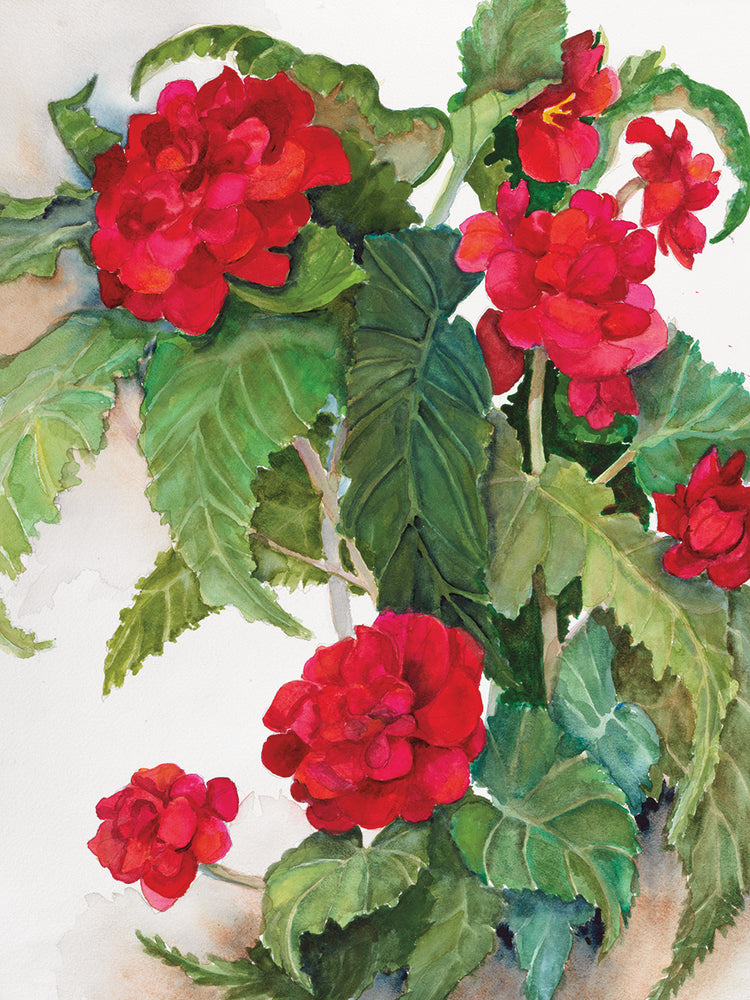 Red Begonias