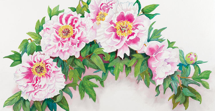 Tree Peonies with Red Centers