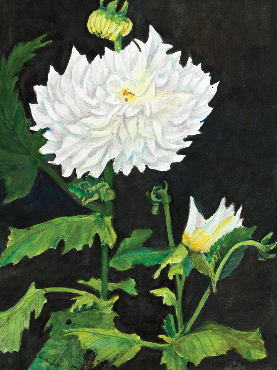 White Dhalia Stem