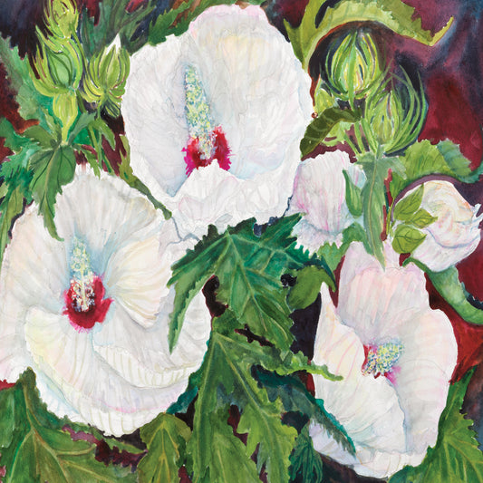 White Hibiscus Red Centers
