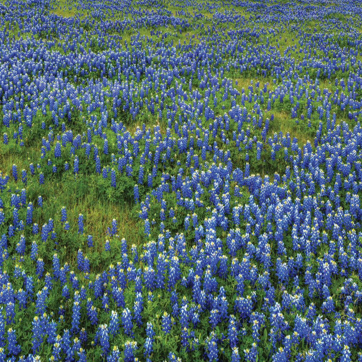 Bluebonnet Meadow