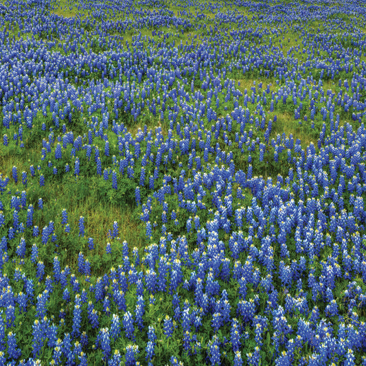 Bluebonnet Meadow