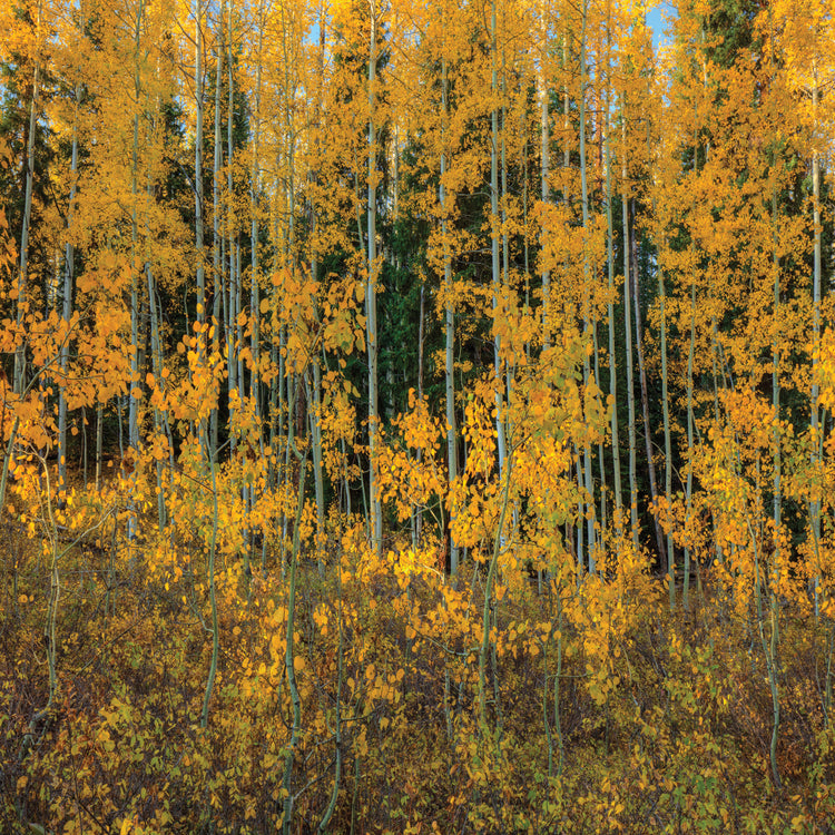 Bursting Into Autumn