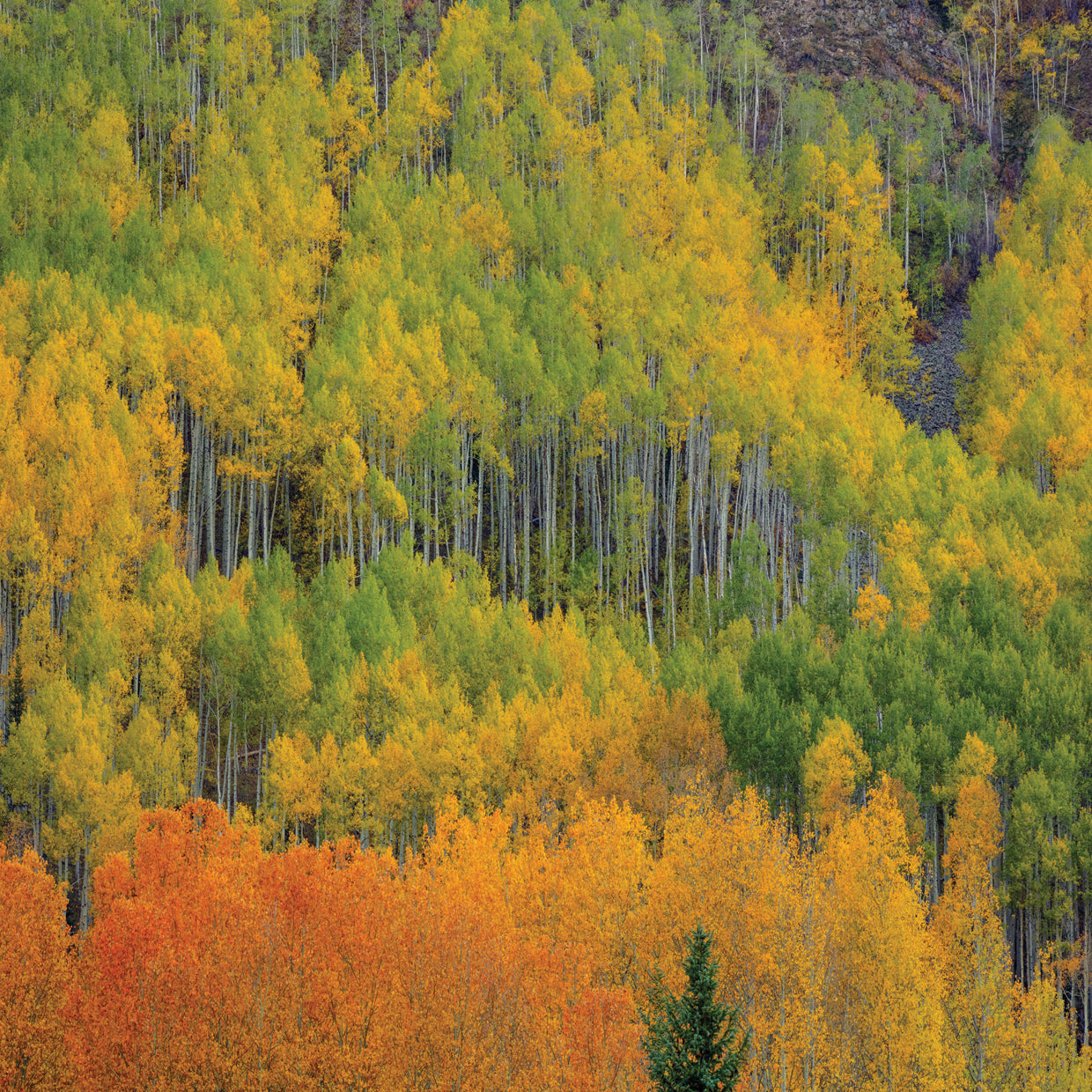 Colorful Aspen Forest